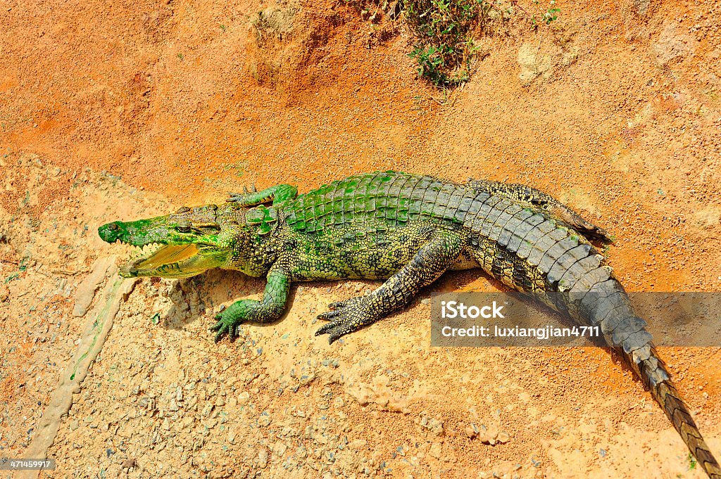 Tropische Krokodilleder - Lizenzfrei Amphibie Stock-Foto
