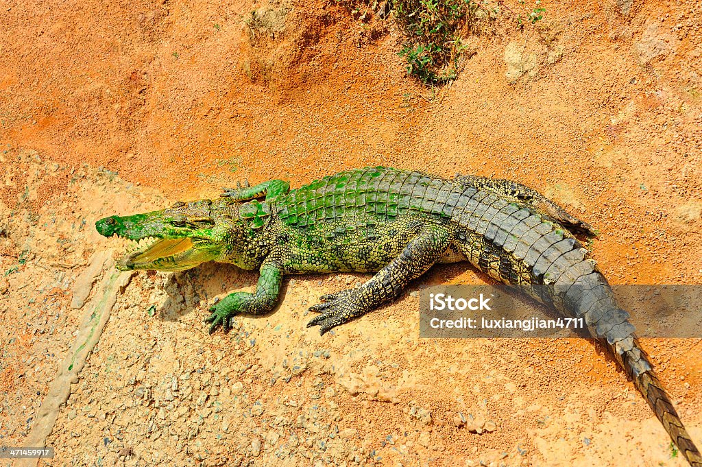 Cocodrilo tropical - Foto de stock de Anfibio libre de derechos