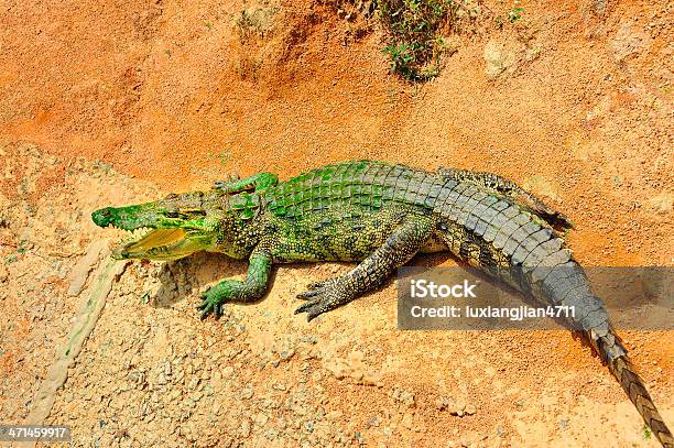 Foto de Crocodilo Tropical e mais fotos de stock de Anfíbio - Anfíbio, Animal, Animal selvagem