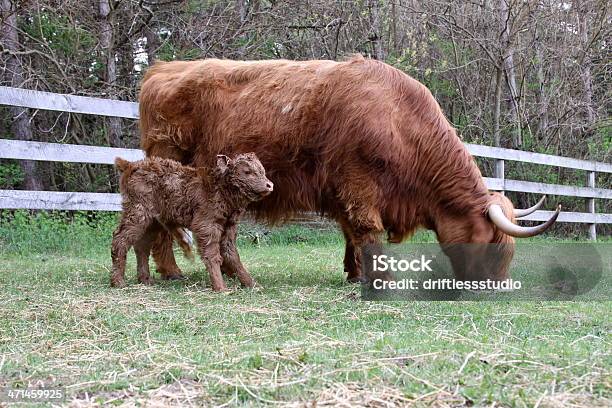 母親と新生児牛のふくらはぎで農場 - 2匹のストックフォトや画像を多数ご用意 - 2匹, ウシ, オーガニック