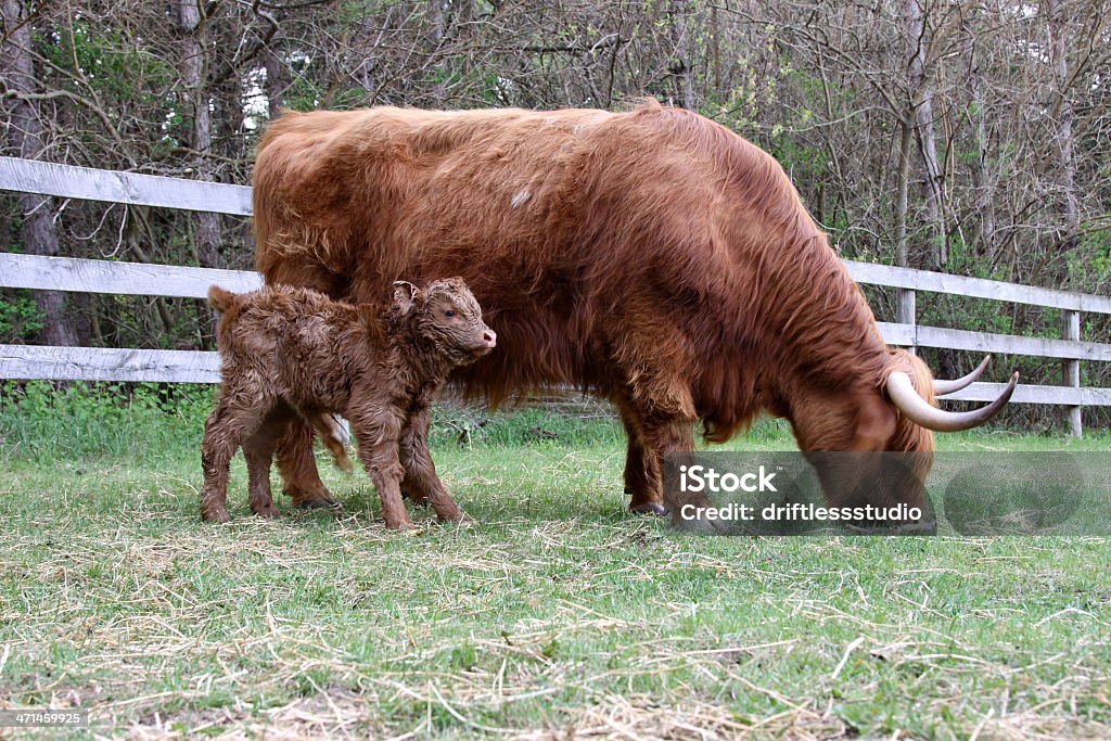 Vaca bezerro mãe com recém-nascido na fazenda - Foto de stock de Alimentação Saudável royalty-free