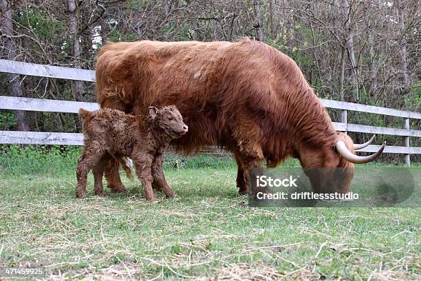 Foto de Vaca Bezerro Mãe Com Recémnascido Na Fazenda e mais fotos de stock de Alimentação Saudável - Alimentação Saudável, Amor, Animal