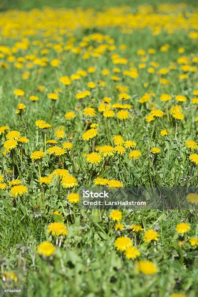 Field filled with dandelions Green meadow full of yellow dandelion flowers Agricultural Field Stock Photo