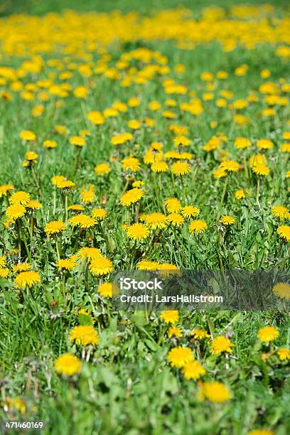 Field Filled With Dandelions Stock Photo - Download Image Now - Agricultural Field, Backgrounds, Beauty In Nature