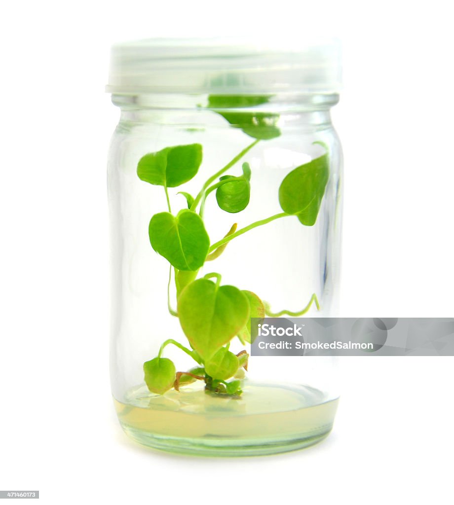 Micro распространяется растение - Стоковые фото Выращиваемый роялти-фри