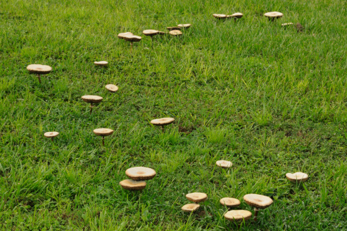 A ring of mushrooms known as a 