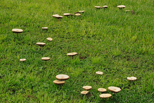 Mushrooms on lawn stock photo