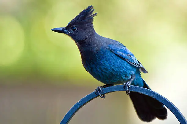A large, dark jay of evergreen forests in the mountainous West.