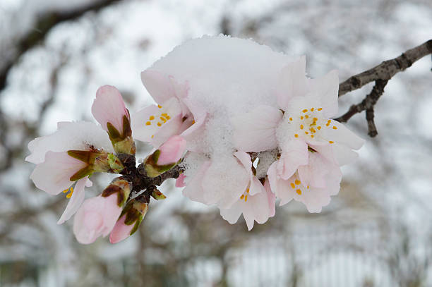 istock Snow on the almond  buds 471460864
