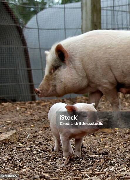 Baby Ferkel Mit Mutter Sow Stockfoto und mehr Bilder von Agrarbetrieb - Agrarbetrieb, Alter Erwachsener, Ferkel