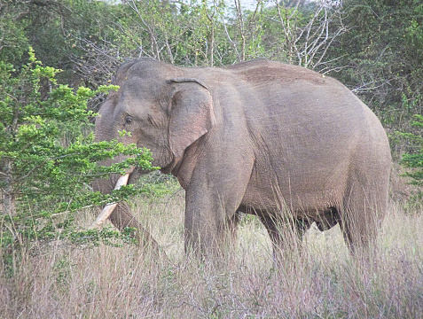 A one-tusked, aged Asian Elephant (Elephas Maximus) feeds during late evening in a savannah-type grassland that lies adjacent to a vast low-lying tropical jungle / forest. Spring, summer season.