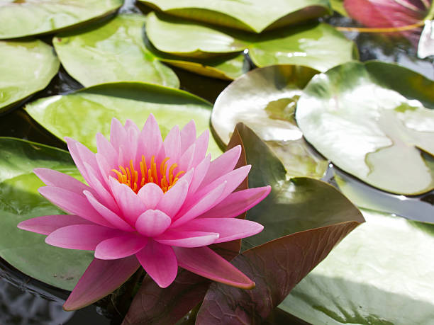 istock Pink Lotus in pond 471462069
