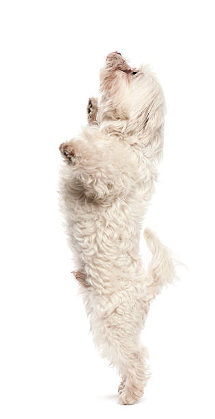 istock Maltese, 6 years old, standing on hind legs 471462429