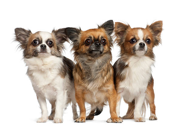 istock Chihuahuas, 1 year old, standing against white background 471462445
