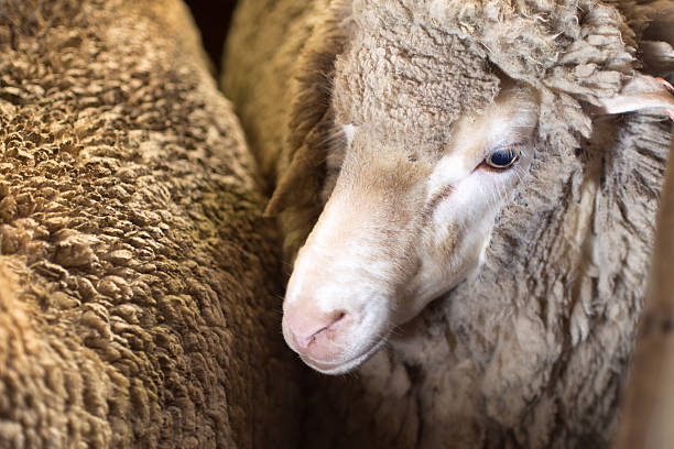 istock Close up of Merino Sheep before Shearing 471462475