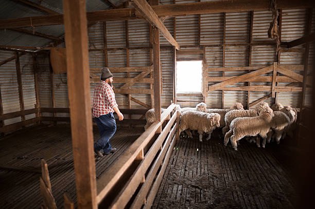 農家と羊の群れを照らす - merino sheep ストックフォトと画像