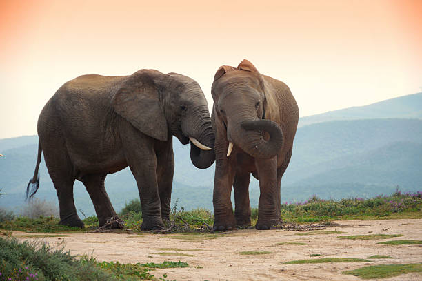 istock two elephants in addo elephant park,  south africa 471462541