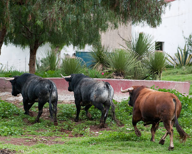 istock Stallions going to the water 471462633