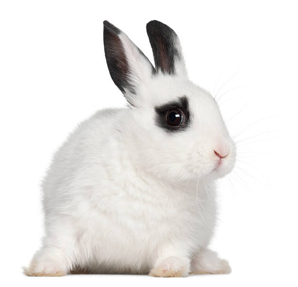 istock Young Dalmatian rabbit, 3 months old, against white background 471463675