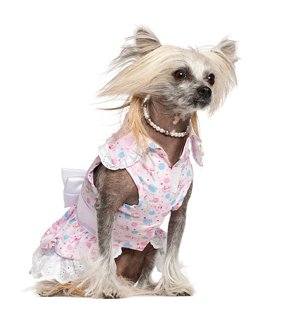 istock Chinese Crested Dog, 2 years old, sitting against white background 471463699
