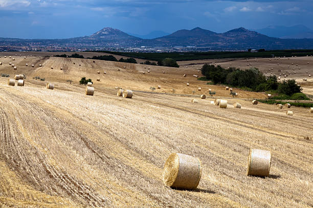 istock Hay bales on the field 471464131
