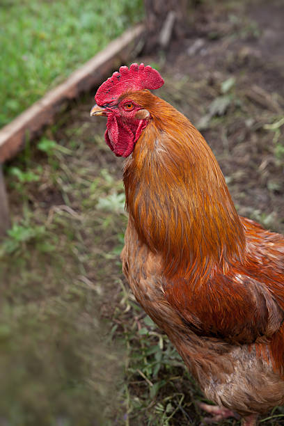istock village rooster 471464380