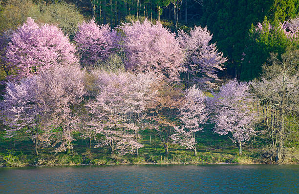 istock Cherry blossoms in Omachi, Nagano, Japan 471464504
