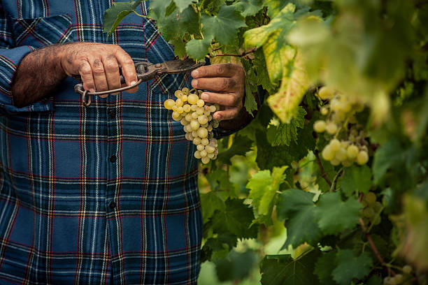 istock Grapes Harvesting and Picking Up 471464655