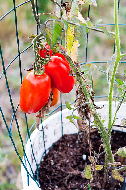 red roma pomidory w wiaderko ogrodowe - duvall zdjęcia i obrazy z banku zdjęć