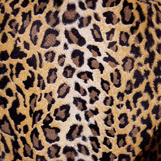 istock Natural skin of leopard, close-up 471464747