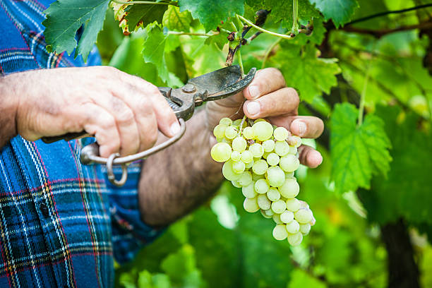 istock Mature Man Harvesting Grapes in the Vineyard 471464879