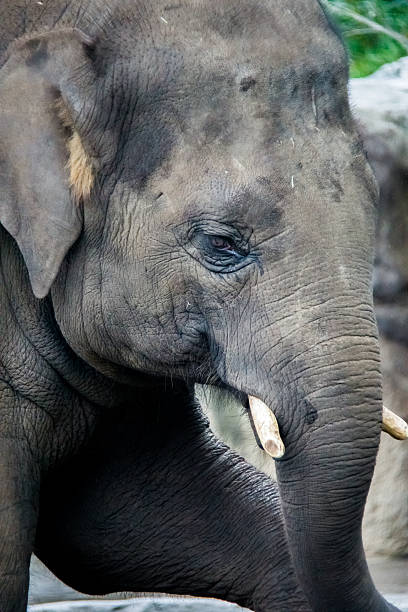 istock Close Up of Elephant Calf 471465110