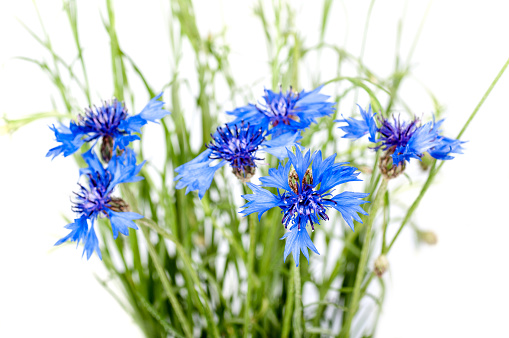 bouquet of cornflowers on a white background
