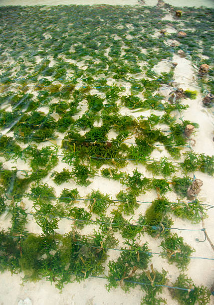 seetang farm - seaweed nusa lembongan seaweed farming water stock-fotos und bilder