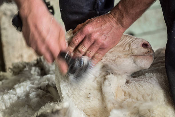 istock Close up of a Man Shearing Merino Sheep 471465827