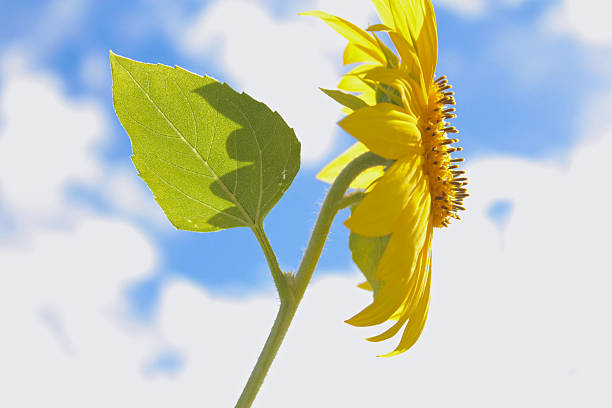 Girasol Sky - foto de stock