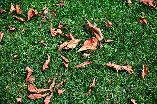istock Background of green grass 471465851
