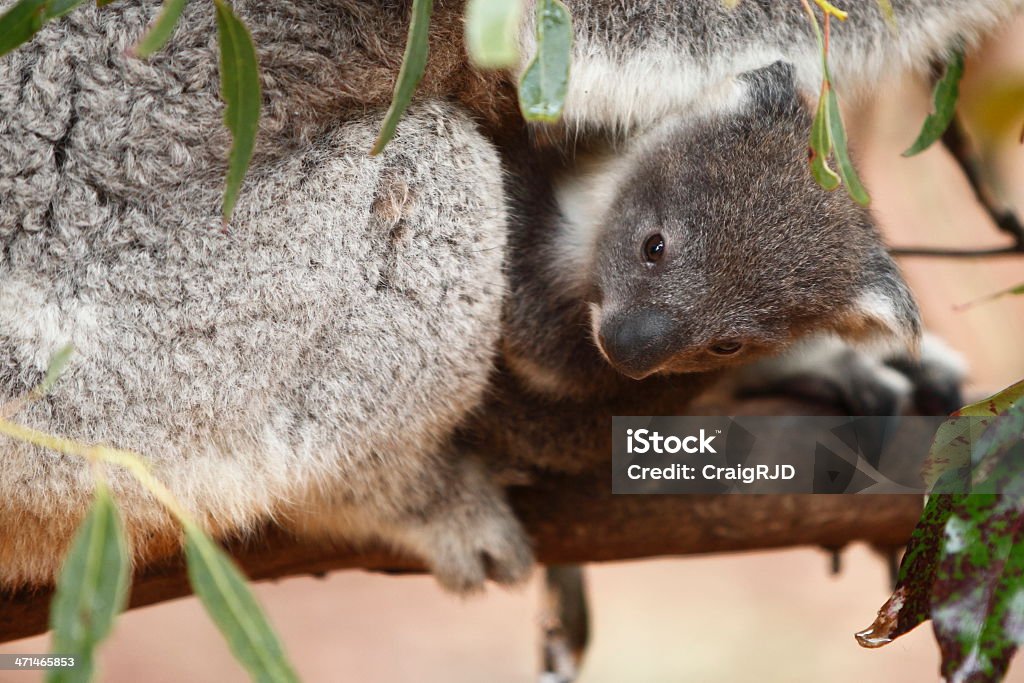 Baby Koala - Zbiór zdjęć royalty-free (Australia)