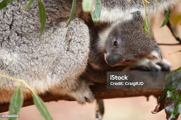 Baby Koala - zdjęcia stockowe i więcej obrazów Australia - Australia, Bez ludzi, Dzień