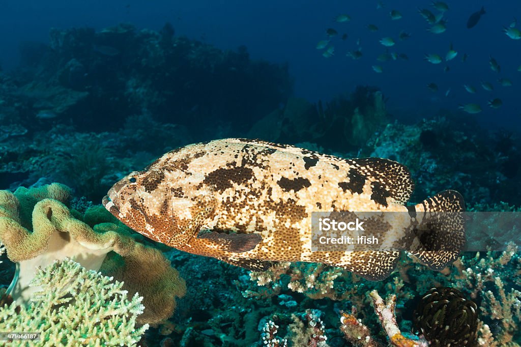 King Size Cernia indopacifica Epinephelus fuscoguttatus Komodo Parco nazionale, Indonesia - Foto stock royalty-free di Acqua