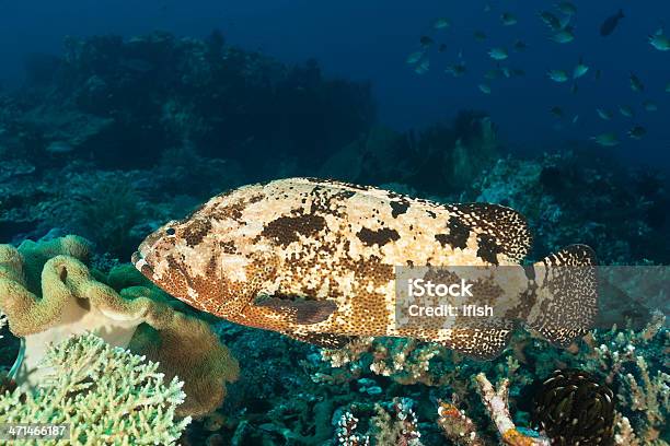 King Size Cernia Indopacifica Epinephelus Fuscoguttatus Komodo Parco Nazionale Indonesia - Fotografie stock e altre immagini di Acqua