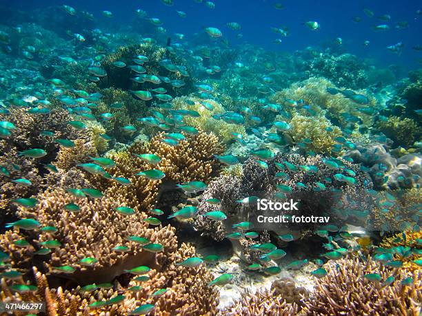 Colorful Coral Reef Stock Photo - Download Image Now - Animal Wildlife, Asia, Celebes Sea