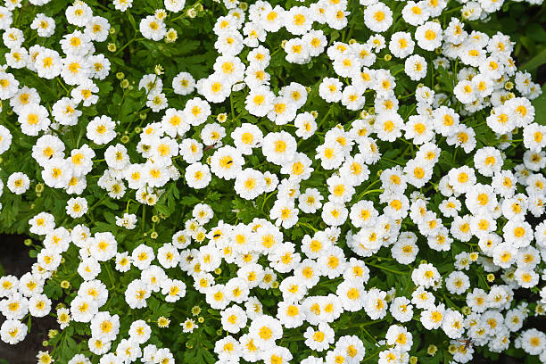 Canteiro de Flores - fotografia de stock