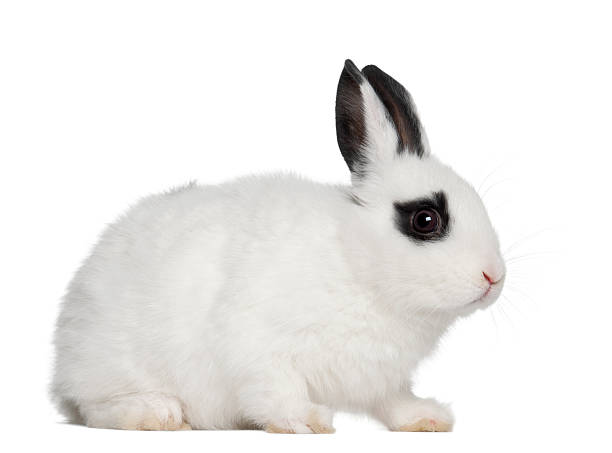 istock Young Dalmatian rabbit, 3 months old, against white background 471466957