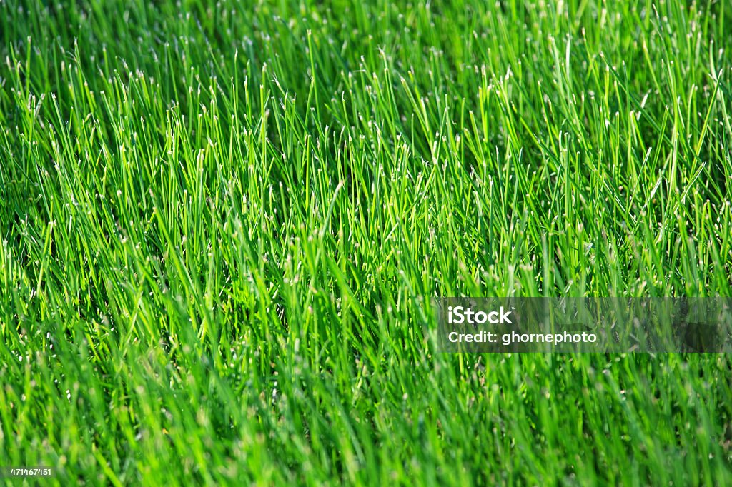 Green Grass Close up view off fresh, green blades of grass Backgrounds Stock Photo