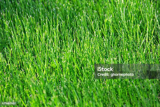 Green Grass Stock Photo - Download Image Now - Backgrounds, Blade of Grass, Environment