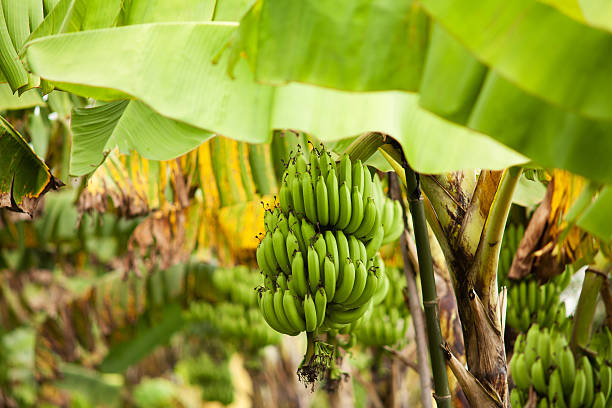 bananero - banana tree fotografías e imágenes de stock