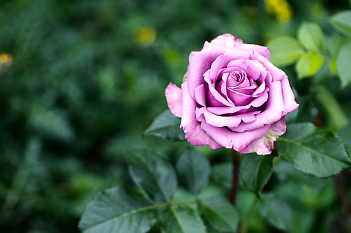 Purple Hybrid Tea Rose.