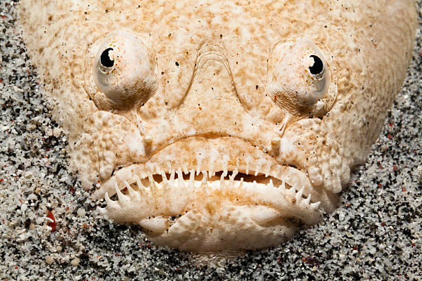 Staring to Stars, Whitemargin Stargazer Uranoscopus sulphurous, Gili Banta, Indonesia Whitemargin Stargazer Uranoscopus sulphureus inhabits reef flats and coastal bottoms but is rarely seen because it lies buried in sand or mud most of the time, with only the eyes showing.  stargazer fish stock pictures, royalty-free photos & images