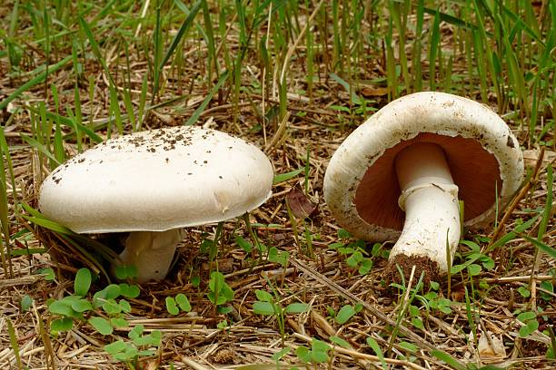 istock Field Mushroom - Agaricus campestris 471469361